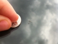windshield-rock-chip-repair-2.jpg